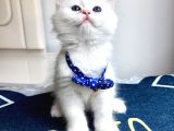 Kaliteli Silver-White Bebek