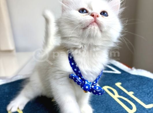 Kaliteli Silver-White Bebek görsel