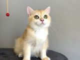 British Shorthair Golden Yavrular