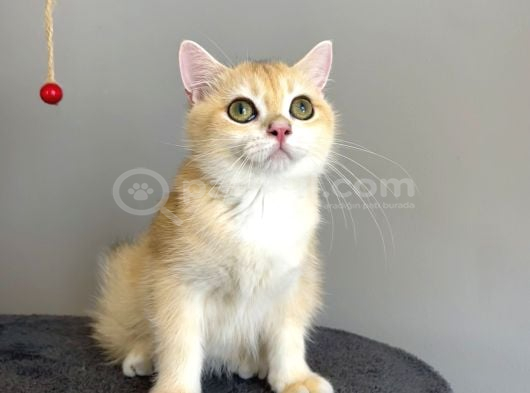 British Shorthair Golden Yavrular