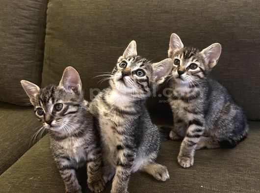 Minik Patiler Kalıcı Yuvalarını Arıyor görsel