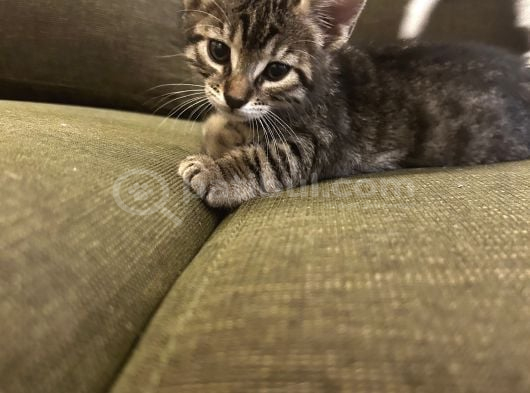 Minik Patiler Kalıcı Yuvalarını Arıyor görsel
