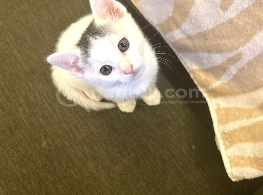 Minik Patiler Kalıcı Yuvalarını Arıyor
