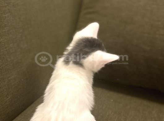 Minik Patiler Kalıcı Yuvalarını Arıyor görsel