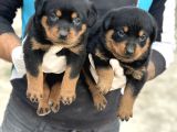 Rottweiler Yavrulari  Güç Asi̇l Duruş Ve Sadakat