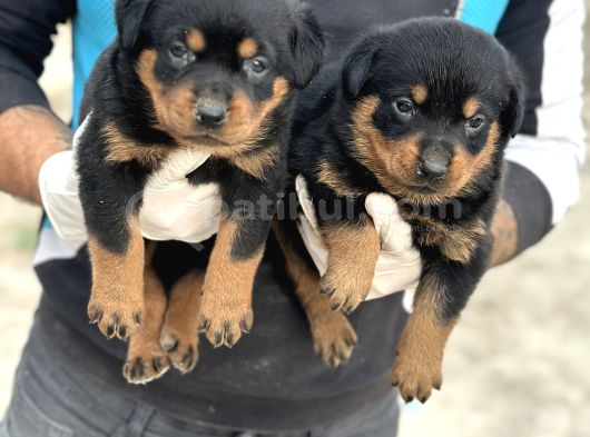 Rottweiler Yavrulari  Güç Asi̇l Duruş Ve Sadakat görsel