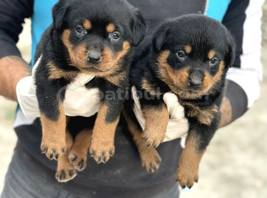 Rottweiler Yavrulari  Güç Asi̇l Duruş Ve Sadakat