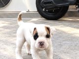 Kali̇teli̇ Boxer Yavrularimiz