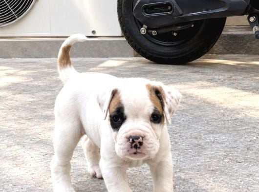 Kali̇teli̇ Boxer Yavrularimiz görsel