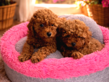 Kore Toypoodle Ev Üretimi Orjinal