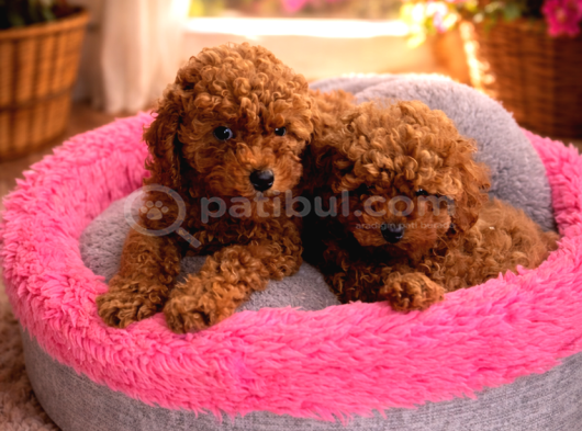 Kore Toypoodle Ev Üretimi Orjinal