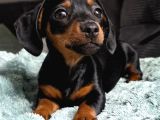 Orjinal Dachshund Yavrular