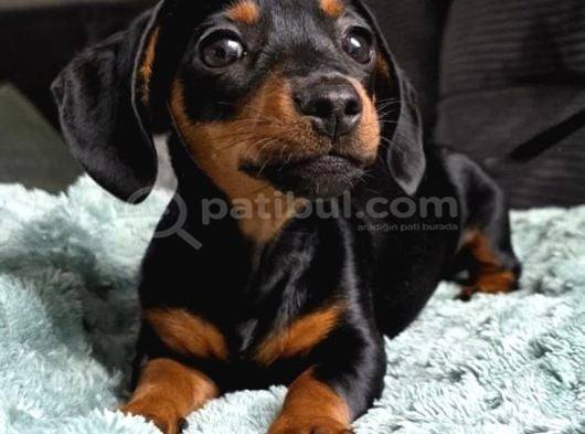 Orjinal Dachshund Yavrular görsel