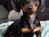 Orjinal Dachshund Yavrular