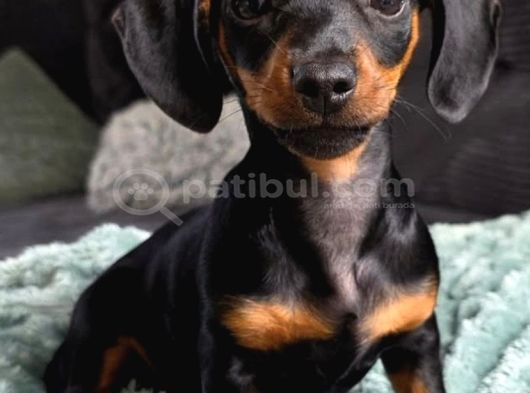 Orjinal Dachshund Yavrular görsel
