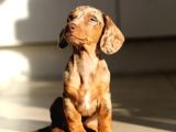 Orjinal Dachshund Yavrular
