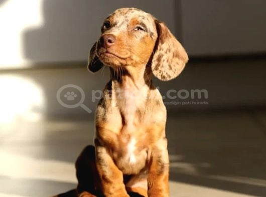 Orjinal Dachshund Yavrular görsel