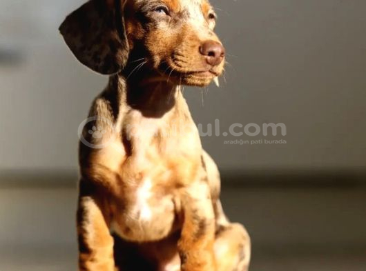 Orjinal Dachshund Yavrular