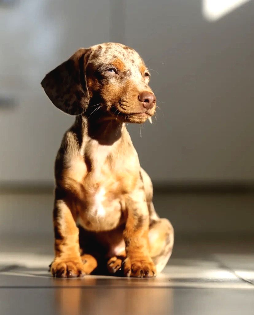 Orjinal Dachshund Yavrular