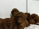En Özel Renk Red Brown Toy Poodle Yavrularimiz