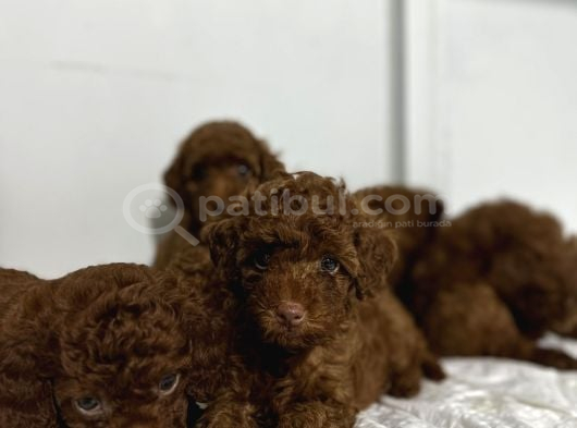 En Özel Renk Red Brown Toy Poodle Yavrularimiz görsel