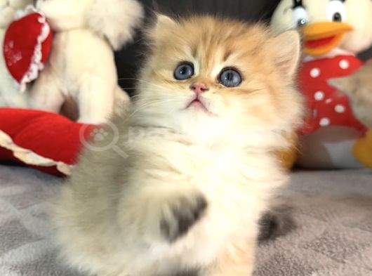 Biblo Gibi Safkan Golden Yakışıklı Bir Bebek görsel