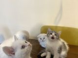 Safkan Oyuncu Yavrularımız Yuva Arıyor