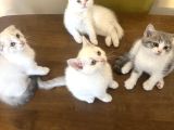 Safkan Oyuncu Yavrularımız Yuva Arıyor
