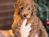Toy Poodle Yavruları