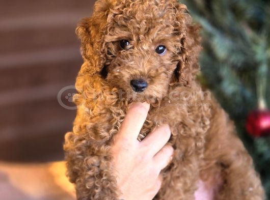 Toy Poodle Yavruları görsel