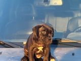 Kocsa Kafa Cane Corso Yavrularim