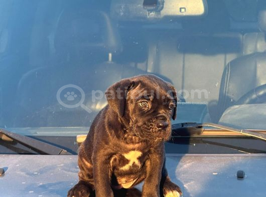 Kocsa Kafa Cane Corso Yavrularim görsel