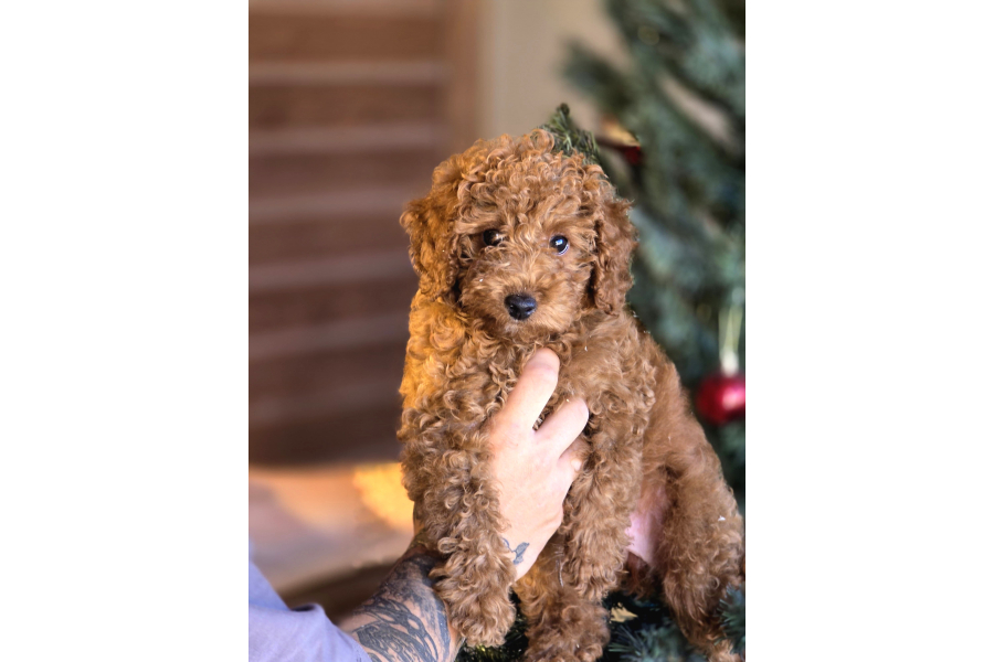 Toy Poodle Yavruları