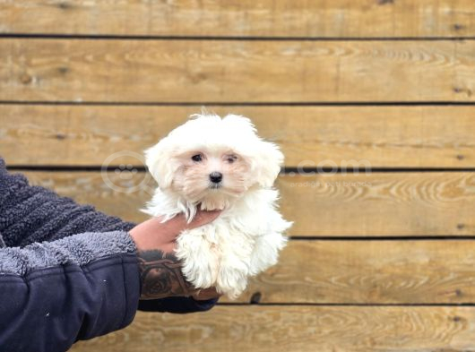 Maltese Terrier Yavruları görsel