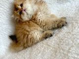 Irkının En İyisi Aslan Baş Blh Golden Longhair