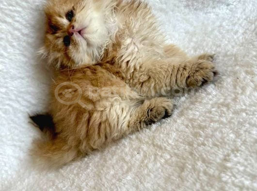 Irkının En İyisi Aslan Baş Blh Golden Longhair görsel