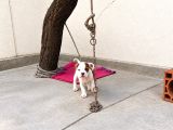 Kali̇teli̇ Boxer Yavrularimiz