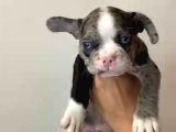 French Bulldog Merle Yavrular