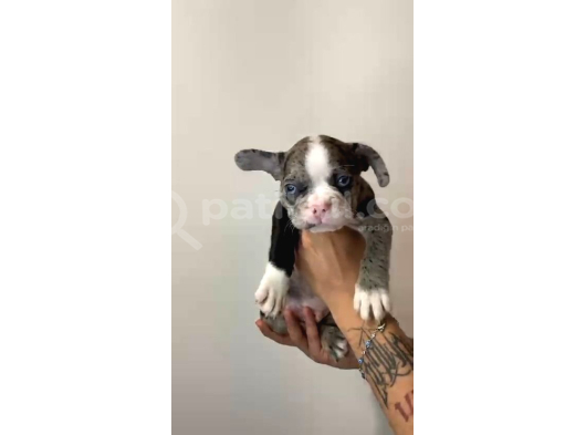 French Bulldog Merle Yavrular görsel