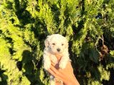 Malti̇poo Bebekleri̇m