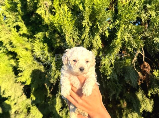 Malti̇poo Bebekleri̇m görsel