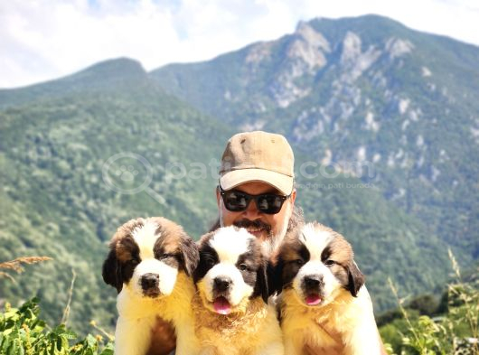 Devasa Köpek Sai̇nt Bernard Yavrular görsel