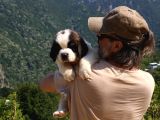 Devasa Köpek Sai̇nt Bernard Yavrular