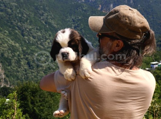 Devasa Köpek Sai̇nt Bernard Yavrular görsel
