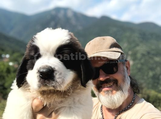 Devasa Köpek Sai̇nt Bernard Yavrular görsel