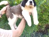 Devasa Köpek Sai̇nt Bernard Yavrular