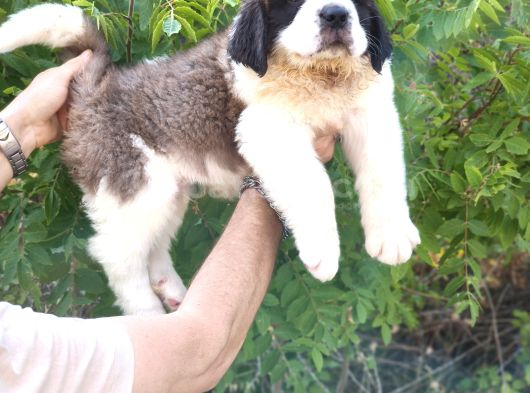 Devasa Köpek Sai̇nt Bernard Yavrular görsel
