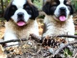 Devasa Köpek Sai̇nt Bernard Yavrular