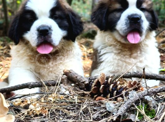 Devasa Köpek Sai̇nt Bernard Yavrular görsel