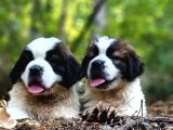 Devasa Köpek Sai̇nt Bernard Yavrular